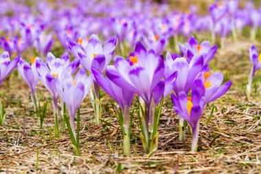 Polonya 'nın Tatra dağlarındaki bir dağ çayırında Crocus çiçekleri