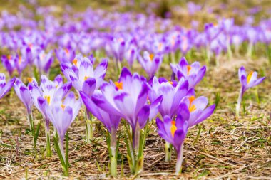 Polonya 'nın Tatra dağlarındaki bir dağ çayırında Crocus çiçekleri