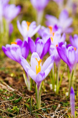 Polonya 'nın Tatra dağlarındaki bir dağ çayırında Crocus çiçekleri