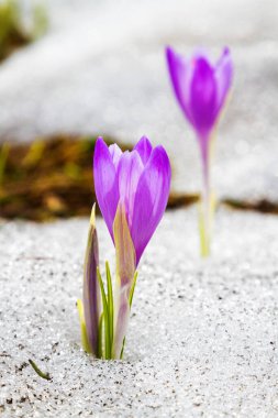 Polonya 'nın Tatra dağlarındaki bir dağ çayırında Crocus çiçekleri