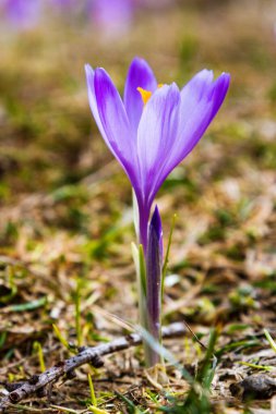 Polonya 'nın Tatra dağlarındaki bir dağ çayırında Crocus çiçekleri