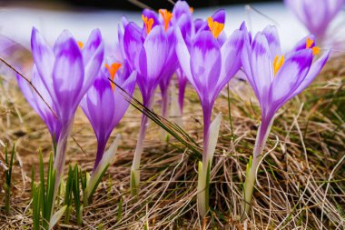 Polonya 'nın Tatra dağlarındaki bir dağ çayırında Crocus çiçekleri