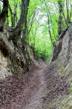 Lime Gorge Kutsal Kraliçe Jadwiga, Sandomierz, Polonya