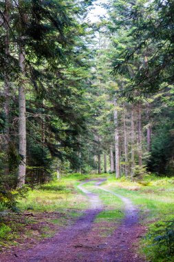 Lasy Janowskie, Polonya 'da bahar çamı ormanı