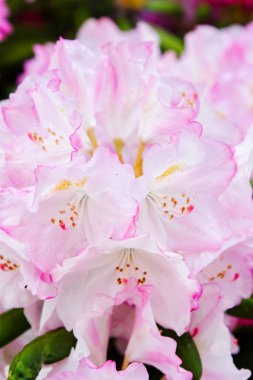 Polonya 'da botanik bahçesinde çiçek açan Rododendron