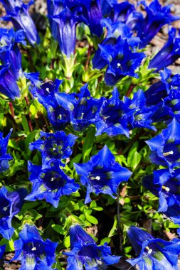 Gentiana Alpina 'nın mavi çiçekleri - Köksüz jandarmalar (Gentiana acaulis)