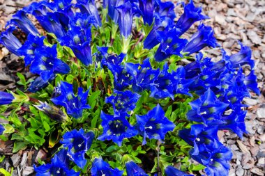 Gentiana Alpina 'nın mavi çiçekleri - Köksüz jandarmalar (Gentiana acaulis)