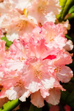 Polonya 'da botanik bahçesinde çiçek açan Rhododendron Loreley