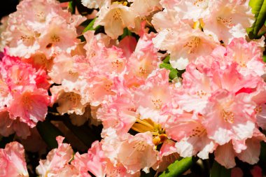 Polonya 'da botanik bahçesinde çiçek açan Rhododendron Loreley