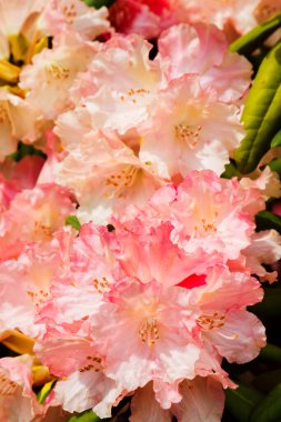 Polonya 'da botanik bahçesinde çiçek açan Rhododendron Loreley