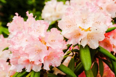 Polonya 'da botanik bahçesinde çiçek açan Rhododendron Loreley