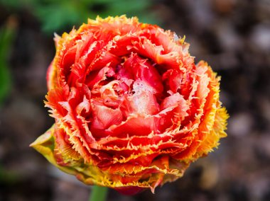 Tepeden güzel bir bahar lale çiçeği.