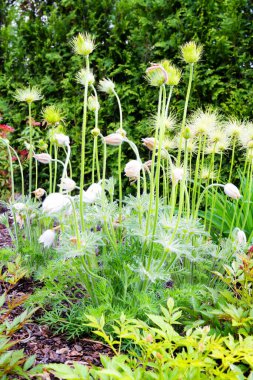 Pasque çiçeği (Pulsatilla vulgaris). Pasqueflower olarak da bilinir, bayat çiçek ya da Dane kanı..