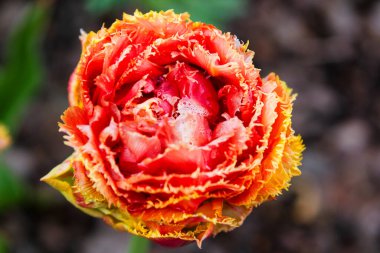 Tepeden güzel bir bahar lale çiçeği.