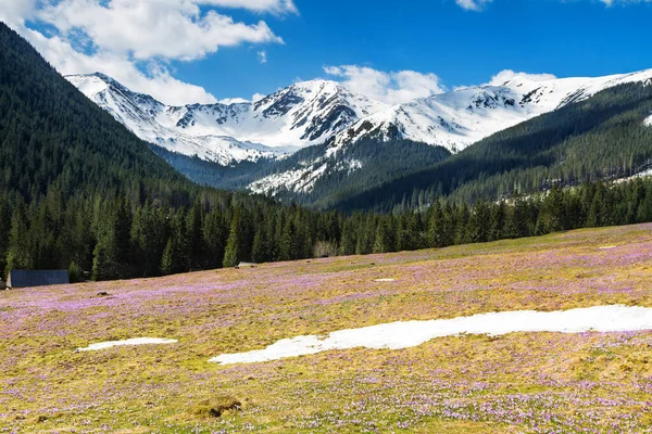 Blommande Krokusar Chocholowska Dalen Västra Tatras Polen — Stockfoto