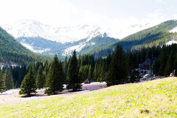 Vallée Chocholowska Dans Les Hautes Tatras Est Une Chaîne Montagnes — Photo