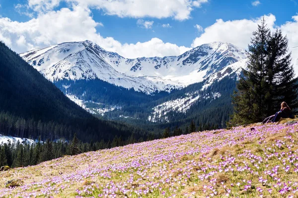 Blooming Crocuses Chocholowska Valley West Tatras Poland — Stock Photo, Image