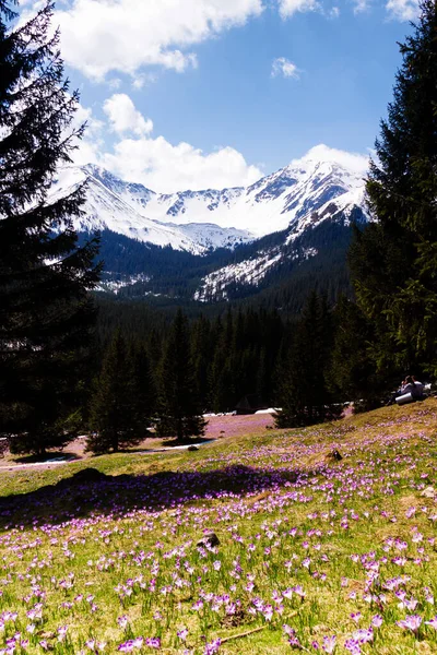 Chocholowska Valley Höga Tatrabergen Bergskedja Längs Gränsen Mellan Slovakien Och — Stockfoto