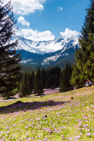 Blommande Krokusar Chocholowska Dalen Västra Tatras Polen — Stockfoto