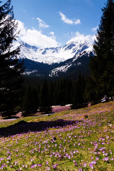 Chocholowska Valley Het Hoge Tatragebergte Een Bergketen Langs Grens Van — Stockfoto