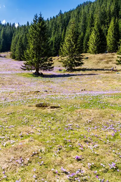 Blooming Crocuses Chocholowska Valley West Tatras Poland — Stock Photo, Image