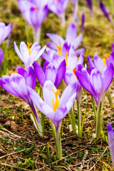 Krokus Blommor Bergsäng Tatrabergen Polen — Stockfoto