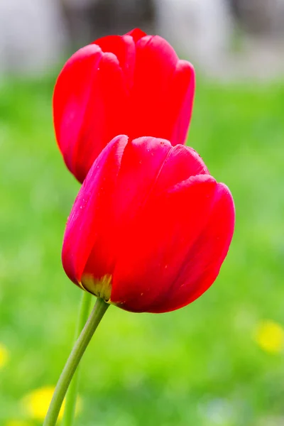 Όμορφα Ανοιξιάτικα Λουλούδια Τουλίπας — Φωτογραφία Αρχείου