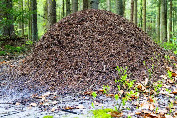 Anthill Forest — Stock Photo, Image
