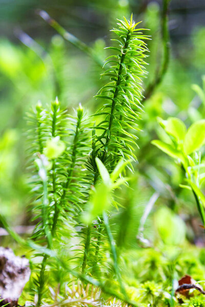 Lycopodiophyta, Lycopodium or Lycopods moss close-up in the forest. The moss is under protection in Poland