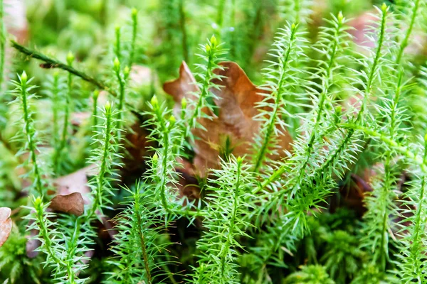 Lycopodiophyta Lycopodium Lycopods Moss Close Forest Moss Protection Poland — Stock Photo, Image