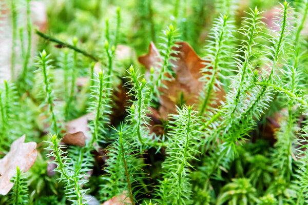Lycopodiophyta, Lycopodium or Lycopods moss close-up in the forest. The moss is under protection in Poland