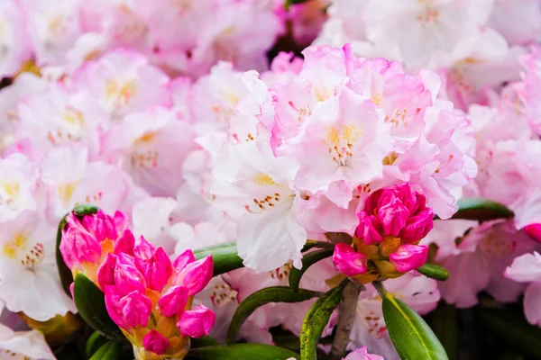 Kvetoucí Rododendron Botanické Zahradě Polsko — Stock fotografie