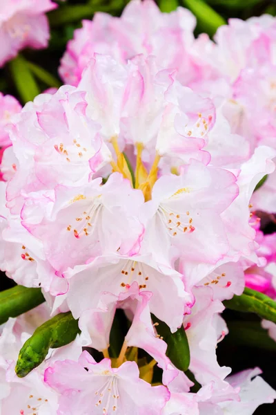 Kvetoucí Rododendron Botanické Zahradě Polsko — Stock fotografie