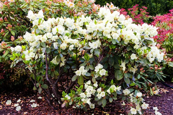 Blühender Rhododendron Einem Botanischen Garten Polen — Stockfoto