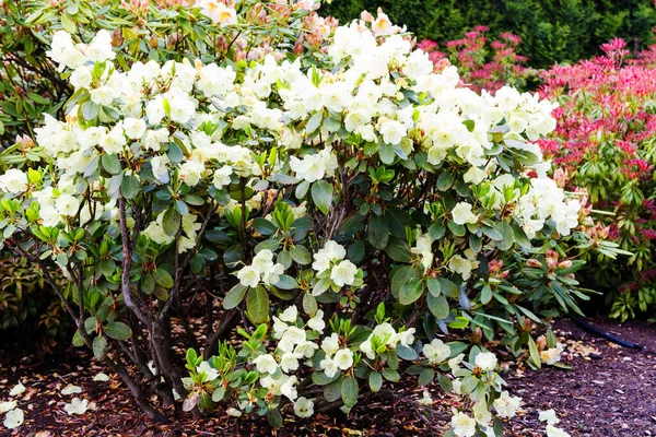 Blühender Rhododendron Einem Botanischen Garten Polen — Stockfoto