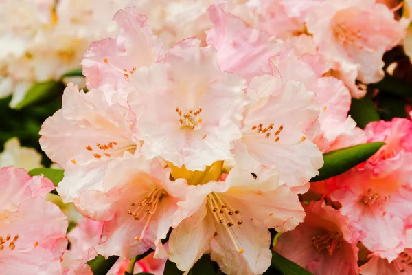 Kvetoucí Rododendron Loreley Botanické Zahradě Polsko — Stock fotografie