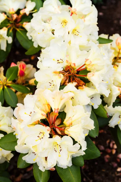 Blommande Rhododendron Botanisk Trädgård Polen — Stockfoto