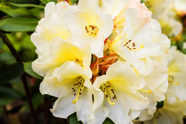 Kvetoucí Rododendron Botanické Zahradě Polsko — Stock fotografie