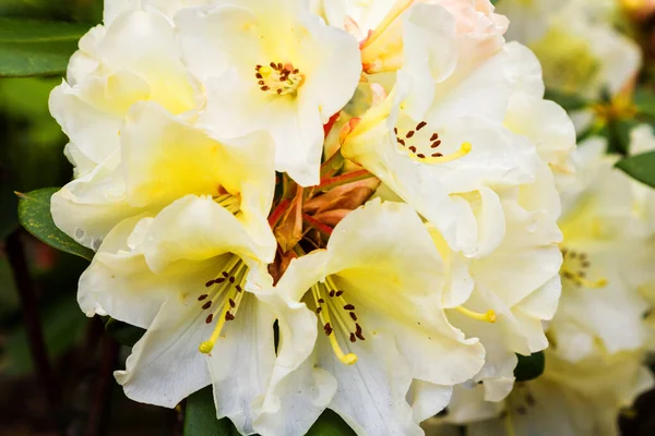 Kvetoucí Rododendron Botanické Zahradě Polsko — Stock fotografie