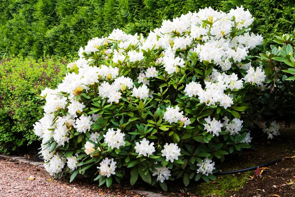 Blühender Rhododendron Einem Botanischen Garten Polen — Stockfoto