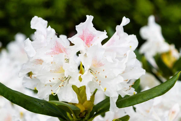 Kvetoucí Rododendron Botanické Zahradě Polsko — Stock fotografie