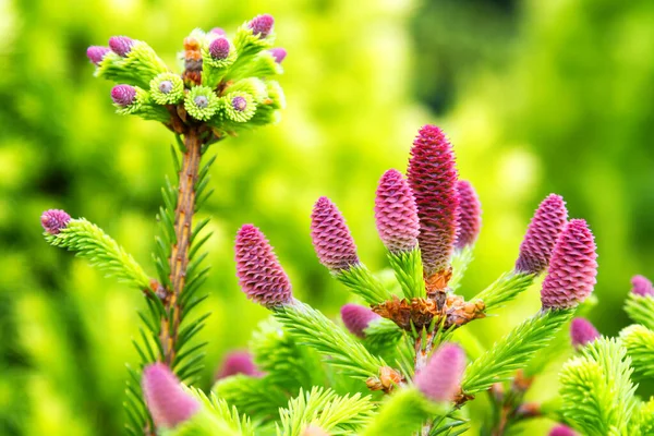 Germoglio Giovane Abete Rosso — Foto Stock