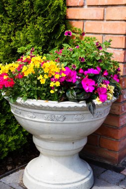 Begonya, petunya, fuşya, sabırsızlar da dahil olmak üzere terakotta tenceresindeki renkli bitkiler.