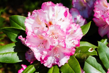 Bahçede Rhododendron ve açelya