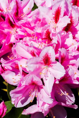 Bahçede Rhododendron ve açelya