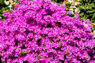 Bahçede Rhododendron ve açelya