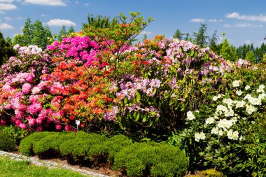 Bahçede Rhododendron ve açelya.