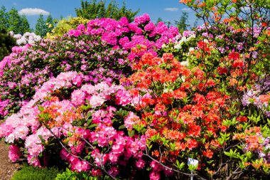 Bahçede Rhododendron ve açelya.
