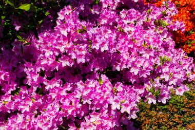 Bahçede Rhododendron ve açelya