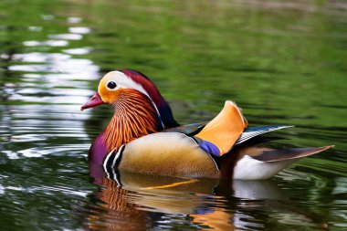 Mandarin ördeği (Aix galericulata)